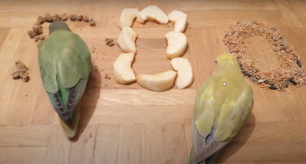 Lovebird Food