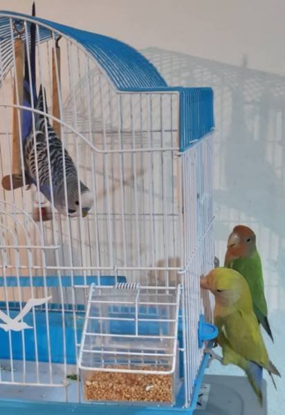 Lovebird Vs other birds