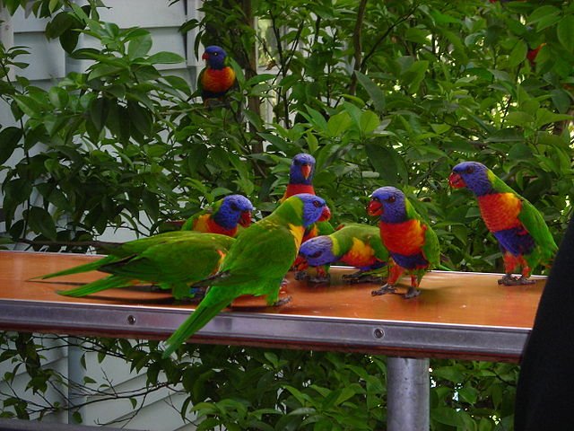 Lorikeet types