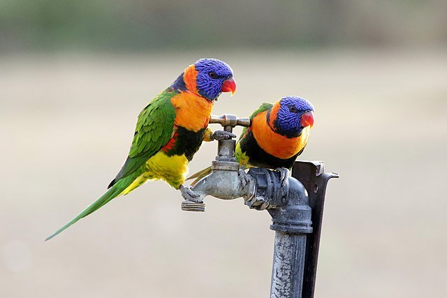 Red Collared Lory