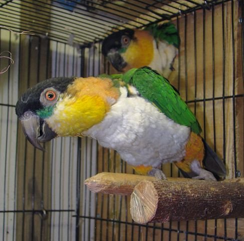 Caique Breeding