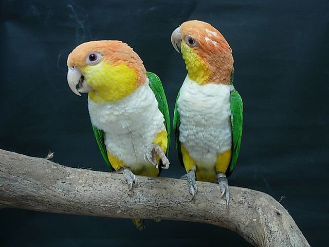 Caique Pair