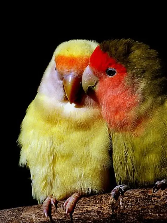 6 Tips How to Train Lovebird