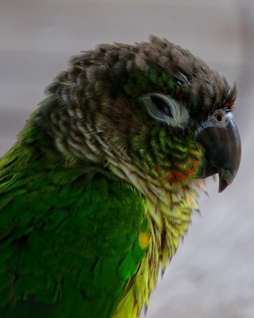 green cheek conure