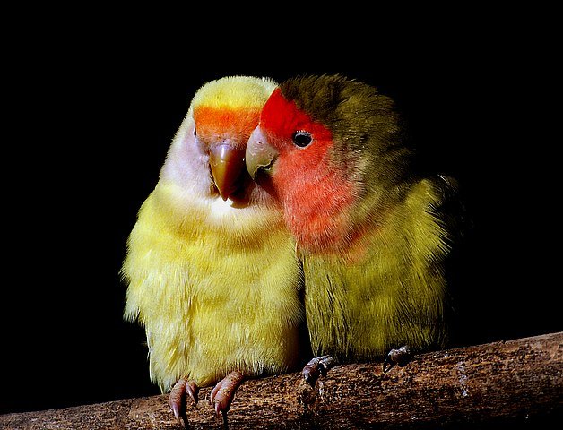 Peach lovebird Mutations