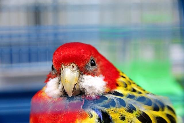 eastern rosella