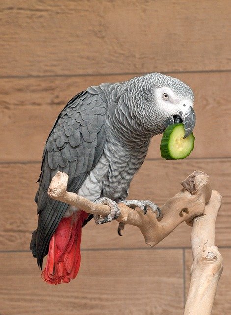 african gray