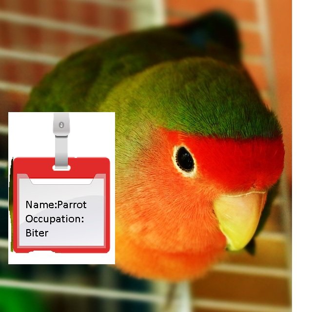 Parrot Name Ideas